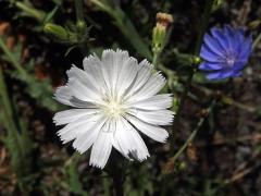 Čekanka obecná (Cichorium intybus L.) - rostlina s bílými květy (8)