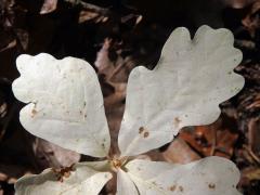 Dub letní (Quercus robur L.) - roční semenáček albín (4c)