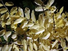 Trnovník akát (Robinia pseudoacacia L.) bez chlorofylu