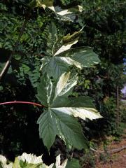 Javor klen (Acer pseudoplatanus L.) s panašovanými listy (3i)