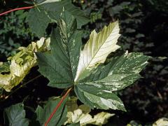 Javor klen (Acer pseudoplatanus L.) s panašovanými listy (3k)