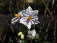 Lilek (Solanum wendlandii Hook. f.), šestičetný květ