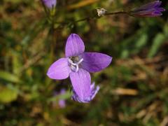Zvonek rozkladitý (Campanula patula L.) s čtyřčetným květem (10)
