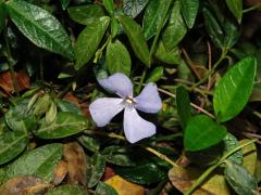 Barvínek menší (Vinca minor L.), čtyřčetný květ (1)