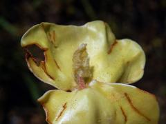 Buk lesní (Fagus sylvatica L.) chlorofylu (1c)