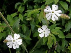 Silenka širolistá bílá = Knotovka bílá (Silene latifolia Poiret, subsp. alba (Mill.) Greuter et Burdet)