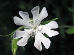 Silenka širolistá bílá = Knotovka bílá (Silene latifolia Poiret, subsp. alba (Mill.) Greuter et Burdet)