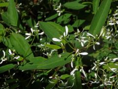 Pryšec (Euphorbia leukocephala Lotsy)
