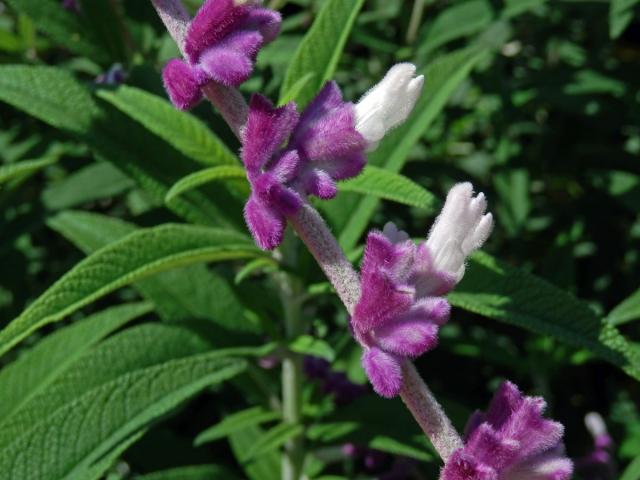 Šalvěj (Salvia leucantha Cav.)