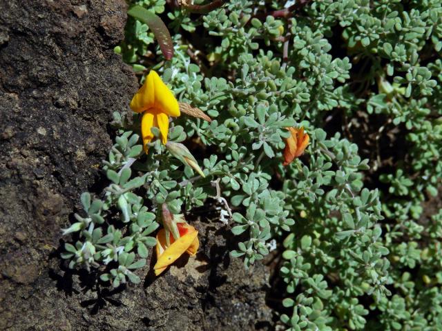 Štírovník (Lotus glaucus Sol.)