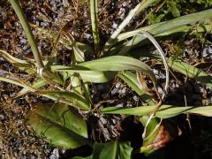 Česnek (Allium sicullum Ucria)