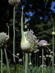 Pór zahradní (Allium porrum L.)