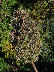 Agave obecná (Agave americana L.), proliferace květenství (2a)