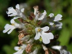 Zběhovec plazivý (Ajuga reptans L.) s bílými květy (1c)