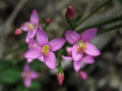Zeměžluč okolíkatá (lékařská) (Centaurium erythraea  Rafn.) s čtyřčetnými květy