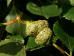 Hálky dutilky šroubovité (Pemphigus spirothecae)