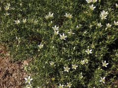 Harmala stepní (Peganum harmala L.)