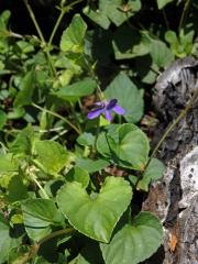 Violka lesní (Viola reichenbachiana Bor.)