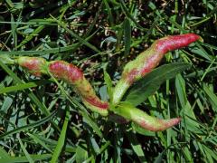 Hálky bejlomorky Wachtiella persicariae na rdesnu obojživelném