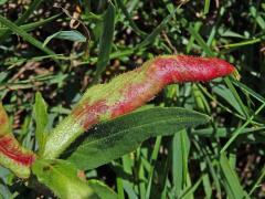 Hálky bejlomorky Wachtiella persicariae na rdesnu obojživelném