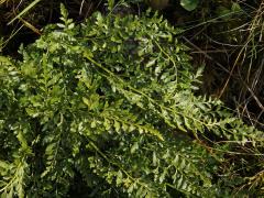 Sleziník hadcový (Asplenium cuneifolium Viv.)    