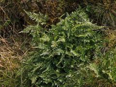 Sleziník hadcový (Asplenium cuneifolium Viv.)