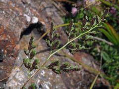 Sleziník hadcový (Asplenium cuneifolium Viv.)