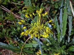 Česnek žlutý (Allium flavum L.)