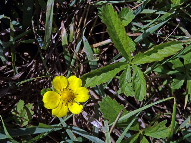 Mochna plazivá (Potentilla reptans L.) s šestičetným květem (8a)