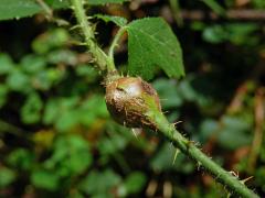 Hálky bejlomorky malinové (Lasioptera rubi), ostružiník křovitý