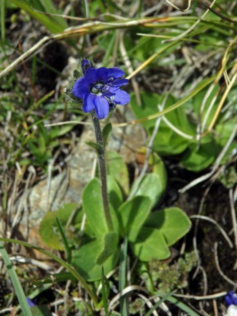 Rozrazil nízký (Veronica alpina L.) se sedmičetným květem
