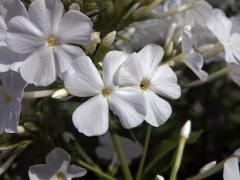 Plamenka latnatá (Phlox paniculata L.) s čtyřčetným květem (18)