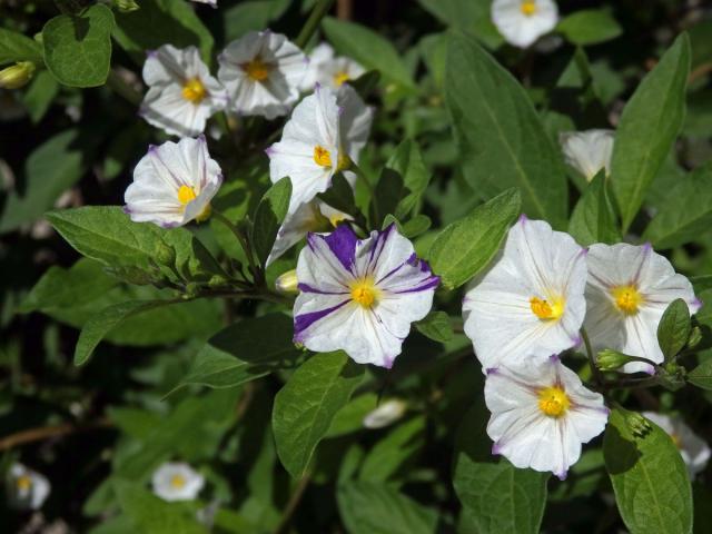 Lilkovník hořcokvětý (Lycianthes rantonnei (Carrière) Bitter) s dvoubarevnými květy