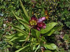 Hořec nachový (Gentiana purpurea L.)