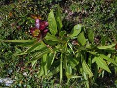 Hořec nachový (Gentiana purpurea L.)