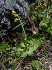 Vratička měsíční (Botrychium lunaria (L.) Sw.)