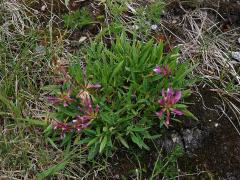 Jetel alpský (Trifolium alpinum L.)