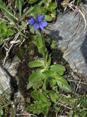 Rozrazil (Veronica alpina L.)    