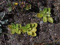 Rozrazil (Veronica alpina L.)