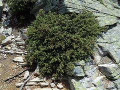 Jalovec obecný nízký (Juniperus communis subsp. alpina (Neibr.) Čelak.)