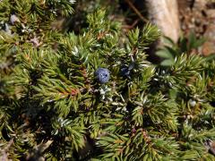 Jalovec obecný nízký (Juniperus communis subsp. alpina (Neibr.) Čelak.)