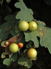 Hálky žlabatky dubové (Cynips quercusfolii)