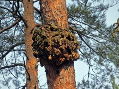 Tumor na borovici lesní (Pinus sylvestris L.) (27c)