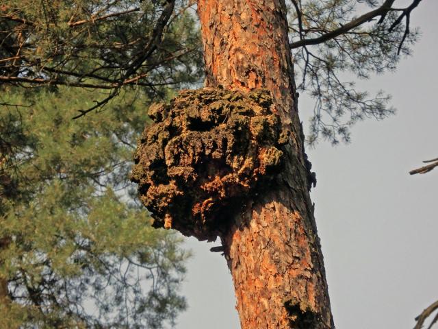 Tumor na borovici lesní (Pinus sylvestris L.) (27d)