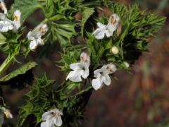 Měrnice černá (Ballota nigra L.) s bílými květy