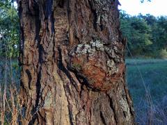 Třešeň ptačí (Prunus avium (L.) L.) (43) s nádorem na kmeni