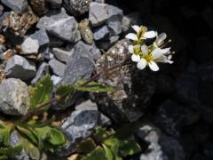 Huseník alpský (Arabis alpina L.)