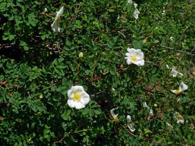 Růže nejtrnitější (Rosa spinosissima L.)