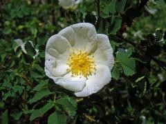 Růže nejtrnitější (Rosa spinosissima L.)