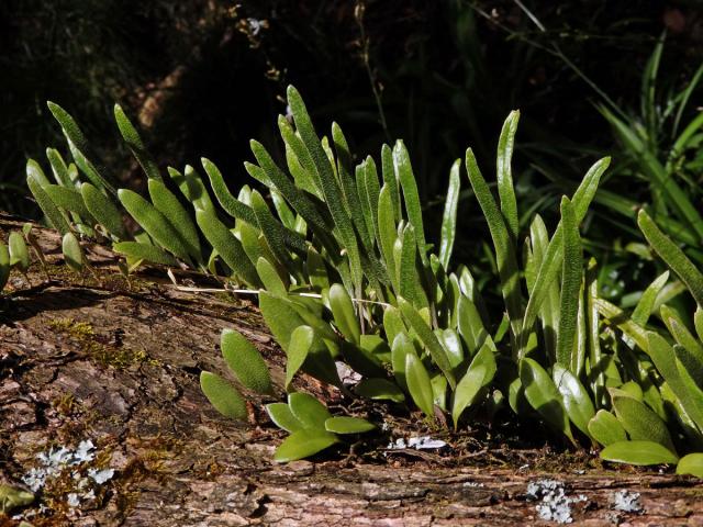 Pyrrosia eleagnifolia (Bory) Hovenkamp
